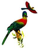 Barberton Birds Page Link