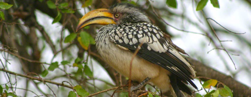 Bird Hornbill