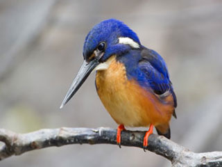kingfisher