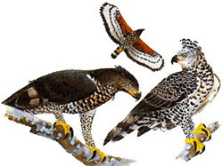 bird_painting_crowned_eagle
