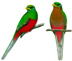 bird_painting_narina_trogon