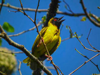 weaver_bird