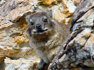 dassie