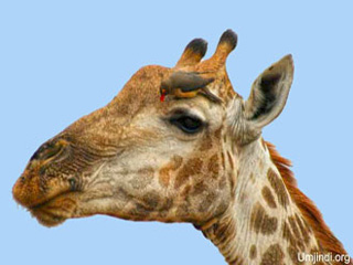 giraffe