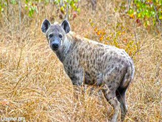 hyena