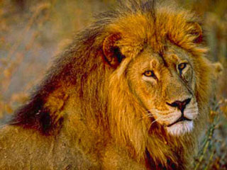 lion