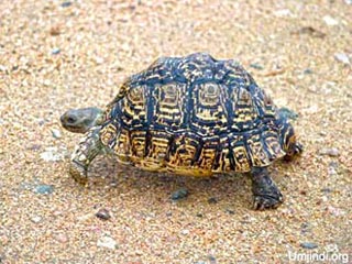 tortoise