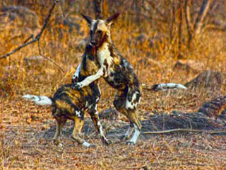 wild_dogs