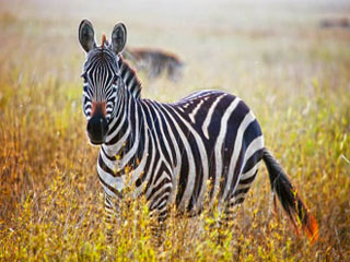 zebra