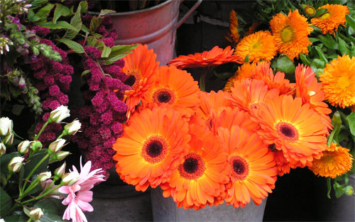 Barberton Daisies in Pots