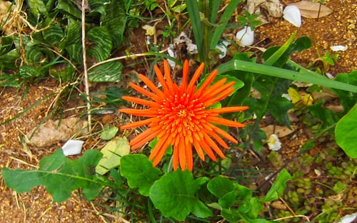 Orange Barberton Daisy