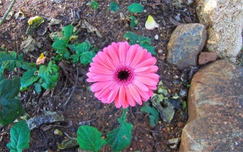 Pink Barberton Daisy